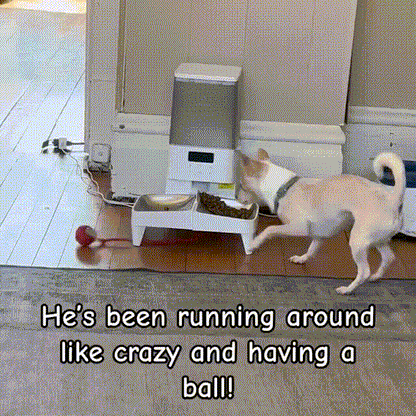 🐾Christmas Special offer! 🐱🐶Smart Automatic Rolling Pet Ball